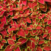 Mixed Colors Coleus Rainbow Mix Seeds – Shade Houseplant Solenostemon Flower – photo 18