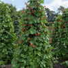 25 SCARLET RUNNER Pole BEAN Ornamental Red Flowers Phaseolus Vulgaris Vegetable Seeds