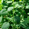 25 PAPALO Yerba Porosa, Summer Cilantro, Bolivian Coriander, Porophyllum Ruderale Culinary Herb Seeds