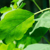 25 PAPALO Yerba Porosa, Summer Cilantro, Bolivian Coriander, Porophyllum Ruderale Culinary Herb Seeds