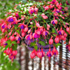20 HARDY FUCHSIA Magellanica Pink Purple Hummingbird Flower Shrub Seeds