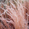 300 LITTLE BLUESTEM GRASS Schizachyrium Scoparius Seeds