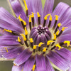 50 MAMMOTH Sandwich Island SALSIFY Tragopogon White Root Vegetable Oyster Flower Seeds