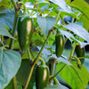 400 HOT JALAPENO PEPPER Capsicum Annuum Mexican Chili Vegetable Seeds