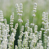 20 WHITE LAVENDER English Lavandula Angustifolia Herb Flower Seeds