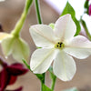 100 Organic WHITE NICOTIANA Flowering TOBACCO Nicotiana Alata Seeds