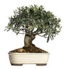 15 EUROPEAN OLIVE TREE Olea Europaea Edible Common Green Black Fruit Seeds