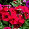 800 RED DRUMMOND PHLOX (Texas Pride) Phlox Drummondii Flower Seeds