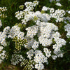 1000 WHITE YARROW Achillea Millefolium Flower Seeds