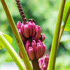 5 DWARF PINK BANANA Velvet Musa Velutina Flowering Fruit Tree Seeds