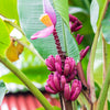 5 DWARF PINK BANANA Velvet Musa Velutina Flowering Fruit Tree Seeds