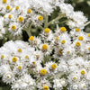 100 PEARLY EVERLASTING Anaphalis Margaritacea Fragrant Butterfly Flower Seeds