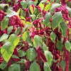 500 LOVE LIES BLEEDING Amaranthus Caudatus (Kiss Me Over The Garden Gate) Flower Seeds