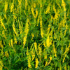 3000 YELLOW SWEET CLOVER Melilotus Officinalis Flower Seeds