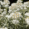 100 PEARLY EVERLASTING Anaphalis Margaritacea Fragrant Butterfly Flower Seeds