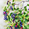 20 SASKATOON SERVICEBERRY aka Western, Pacific, Juneberry, Shadbush Amelanchier Alnifolia Native Edible Purple Berry Fruit White Flower Shrub Seeds