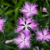 Fringed Pinks Dianthus Seeds – Superbus Flower – photo 7
