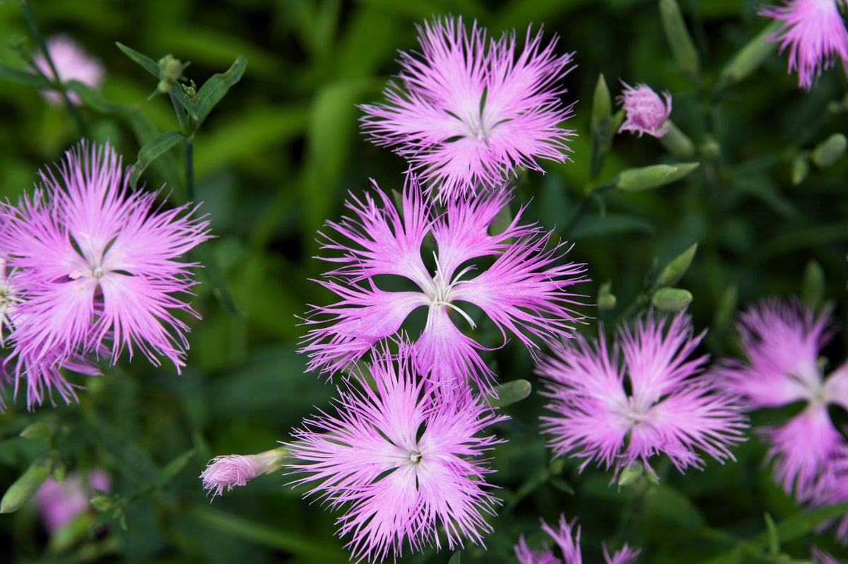 Fringed Pinks Dianthus Seeds – Superbus Flower – photo 7