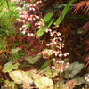 50 HEUCHERA Americana CORAL BELLS Dale's Strain American Alumroot Flower Seeds