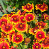 100 ARIZONA SUN GAILLARDIA Pulchella Indian Blanket Flower Seeds