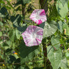 40 CARNEVALE di VENEZIA MORNING GLORY Pink & Purple with White Stripes Ipomoea Purpurea Flower Vine Seeds
