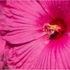 25 Grenache Vintage Hot PINK HARDY HIBISCUS Hibiscus Moscheutos Flower Seeds