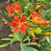 10 FRECKLEFACE BLACKBERRY LILY (Leopard Lily) Belamcanda Chinensis Iris Domestica Flower Seeds
