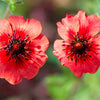 50 NEPAL CINQUEFOIL / POTENTILLA Nepalensis Pink Red Flower Seeds