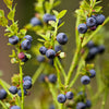20 Common BILBERRY Fruit Shrub European Blueberry Vaccinium Myrtillus Seeds