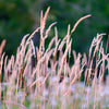 1000 Variegated RIBBON GRASS Reed Canary Phalaris Arundinacea Pink Flower Seeds