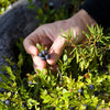 20 Common BILBERRY Fruit Shrub European Blueberry Vaccinium Myrtillus Seeds