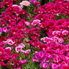 500 Pink FAREWELL TO SPRING Clarkia Elegans Godetia Flower Seeds
