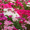 Double Deuces Godetia Seeds – Grandiflora Clarkia Amoena Mixed Colors & Bicolor Flower