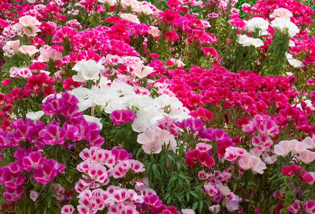 Double Deuces Godetia Seeds – Grandiflora Clarkia Amoena Mixed Colors & Bicolor Flower