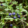 20 Common BILBERRY Fruit Shrub European Blueberry Vaccinium Myrtillus Seeds