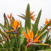 5 TROPICAL BIRD OF PARADISE Strelitzia Reginae Crane Flower Houseplant Seeds