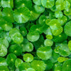 50 SPADELEAF Edible Coinwort Centella Asiatica Gotu Kola Herb Pink Flower Seeds