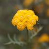 250 Yellow GOLDEN AGERATUM Lonas Inodora Flower Seeds