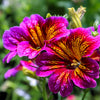 200 Mixed Colors PAINTED TONGUE (Velvet Trumpet Flower) Salpiglossis Grandiflora Virgiana Flower Seeds