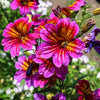 200 Mixed Colors PAINTED TONGUE (Velvet Trumpet Flower) Salpiglossis Grandiflora Virgiana Flower Seeds