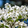 10 American WHITE FLOWERING DOGWOOD Small Tree Cornus Florida Seeds