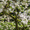 10 American WHITE FLOWERING DOGWOOD Small Tree Cornus Florida Seeds