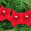 Cypress Vine Mix Seeds – Ipomoea Quamoclit Convolvulus Hummingbird Star Morning Glory Cardinal Creeper Flower – photo 2
