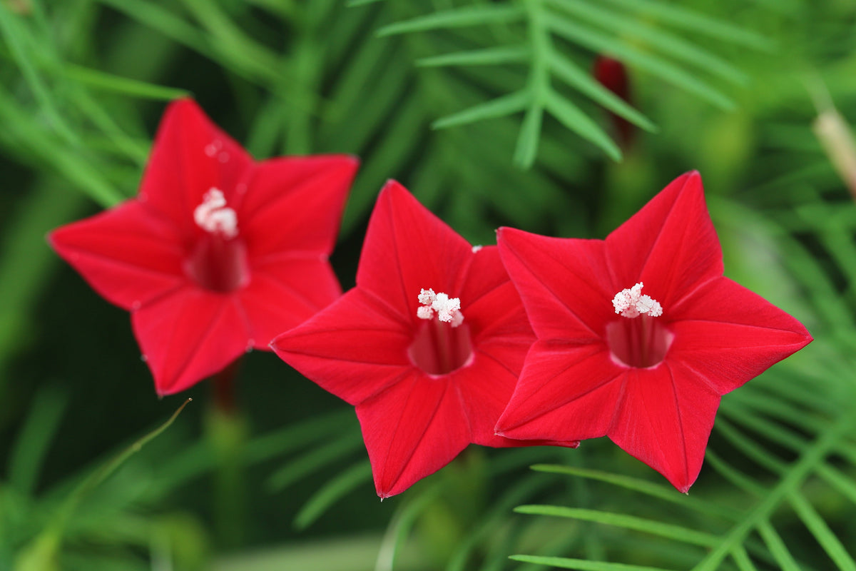 Cypress Vine Mix Seeds – Ipomoea Quamoclit Convolvulus Hummingbird Star Morning Glory Cardinal Creeper Flower – photo 2