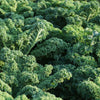 2500 VATES Blue CURLED KALE / Dwarf Blue Curled Scotch Kale Brassica Oleracea Vegetable Seeds