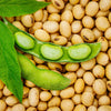 20 Edamame BE SWEET SOYBEAN Glycine Max Soy Bean Green / Yellow Vegetable Seeds