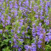 50 Purple False Dragon DRAGONS HEAD Obedient Plant Dracocephalum Flower Seeds