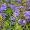 50 Purple False Dragon DRAGONS HEAD Obedient Plant Dracocephalum Flower Seeds
