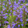 50 Purple False Dragon DRAGONS HEAD Obedient Plant Dracocephalum Flower Seeds
