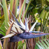 5 GIANT BIRD OF PARADISE Tree Strelitzia Nicolai Wild Banana White Crane Blue Purple Flower Houseplant Seeds